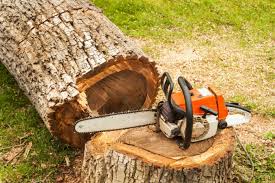 Tree Care